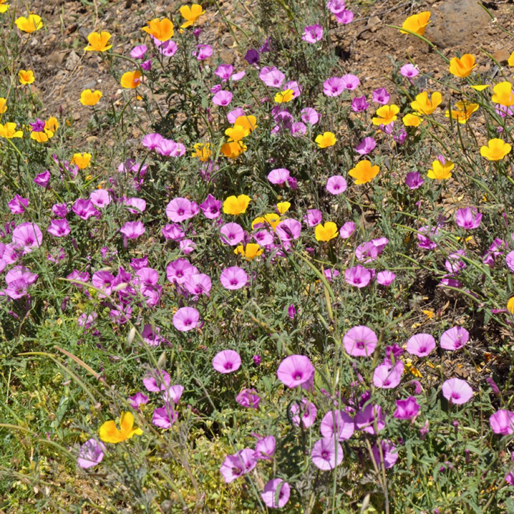 Convolvulus althaeoides