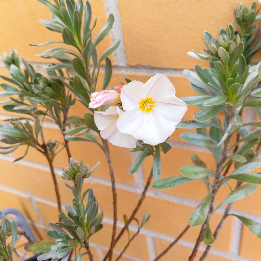 Convolvulus cneorum - Silver bindweed