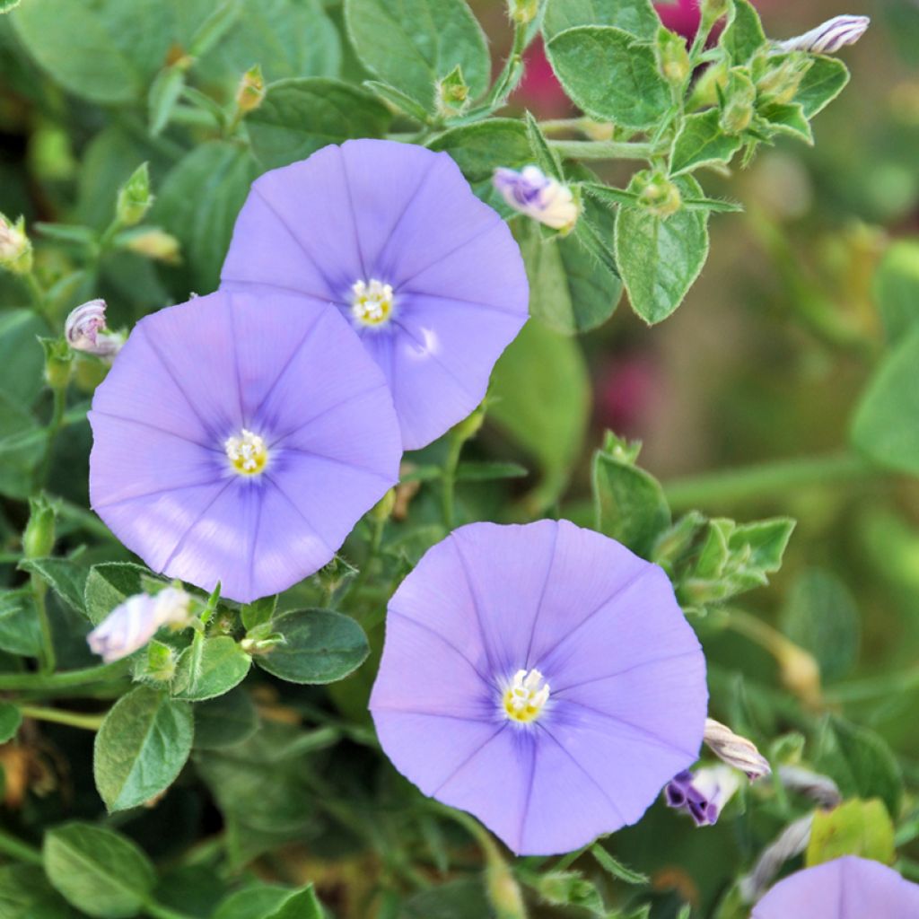 Convolvulus sabatius