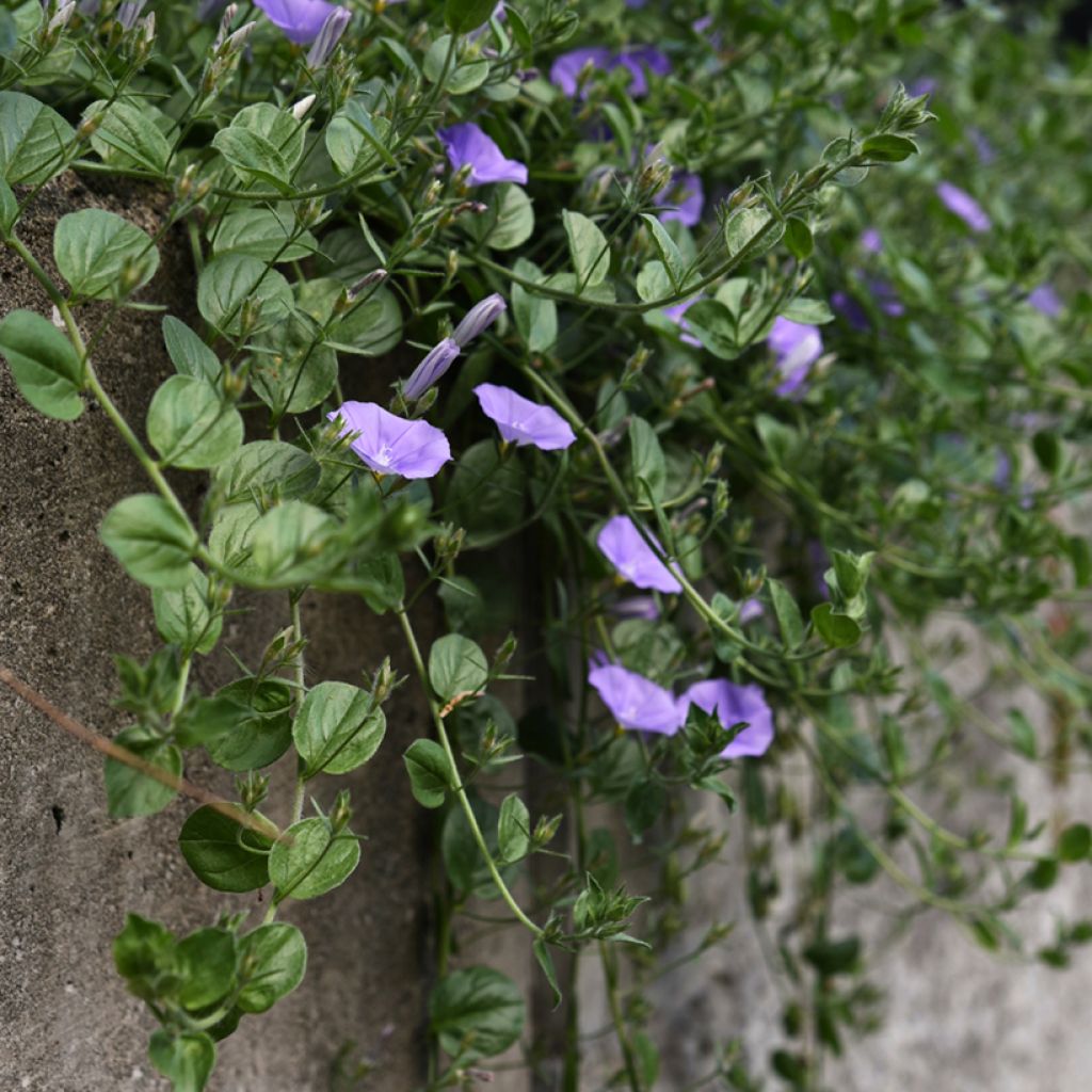 Convolvulus sabatius