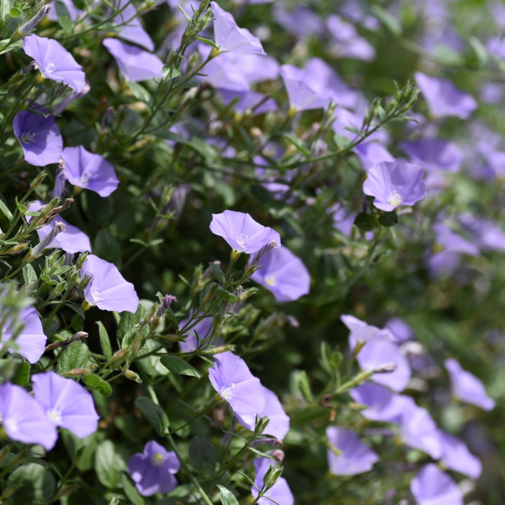 Convolvulus sabatius