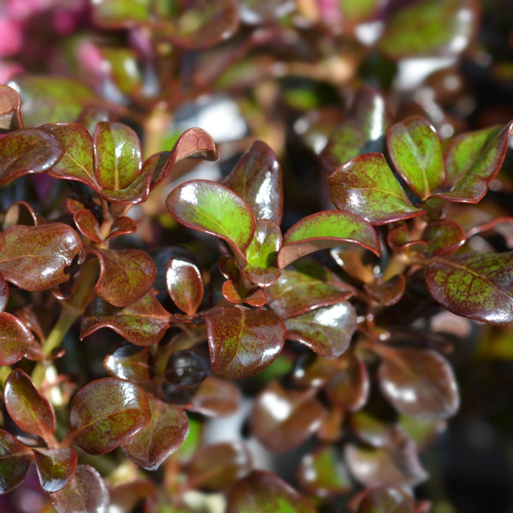 Coprosma Chocolate Soldier