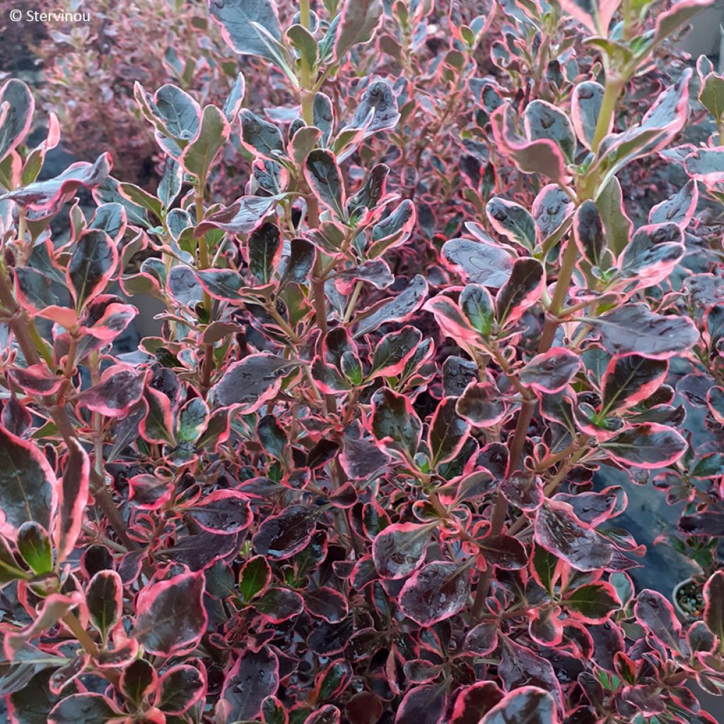 Coprosma x repens ECLIPSE