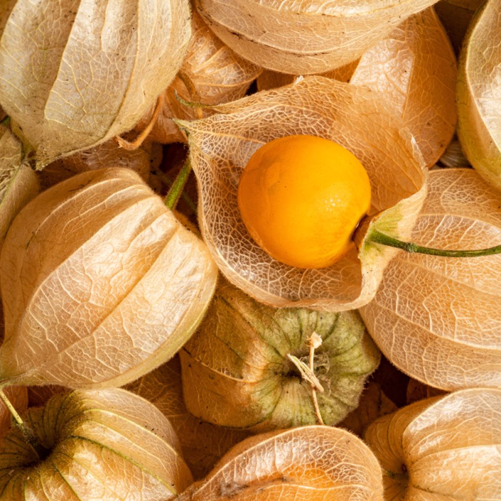 Physalis edulis - Ferme de Sainte Marthe seeds