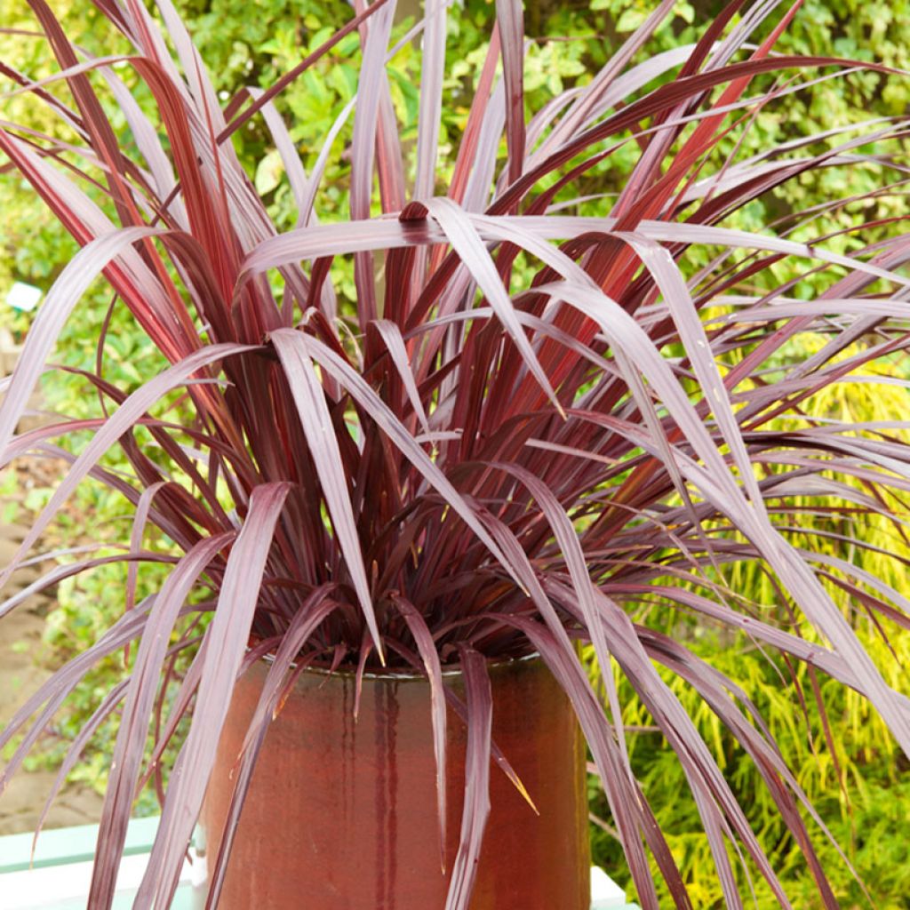 Cordyline australis Design a Line Burgundy