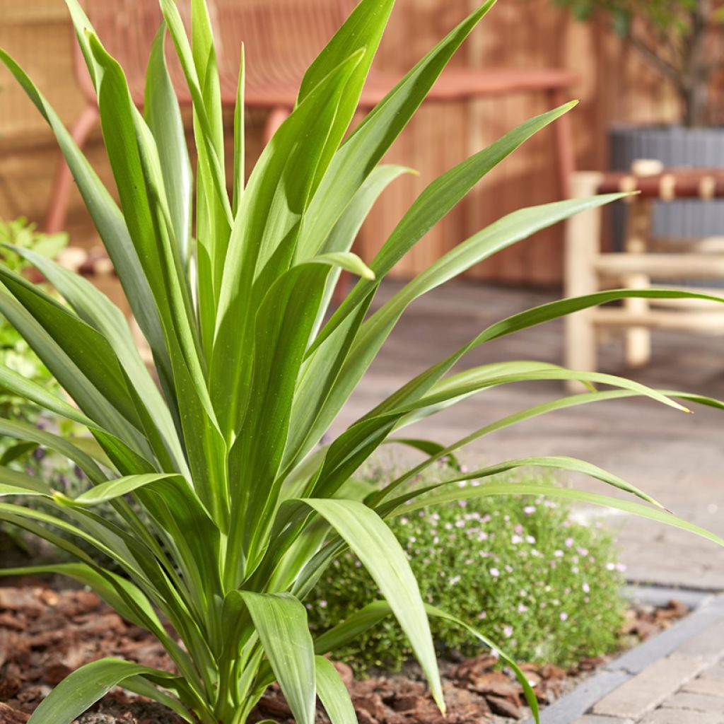 Cordyline australis Emerald Star