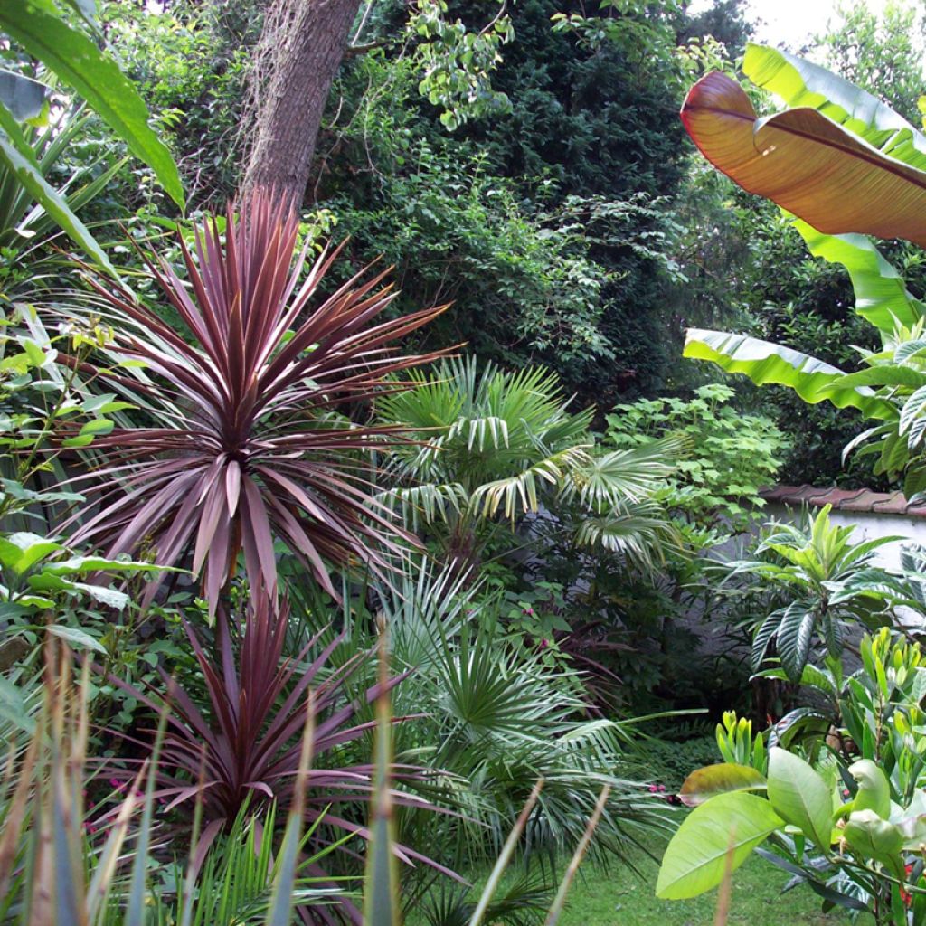 Cordyline australis Purpurea