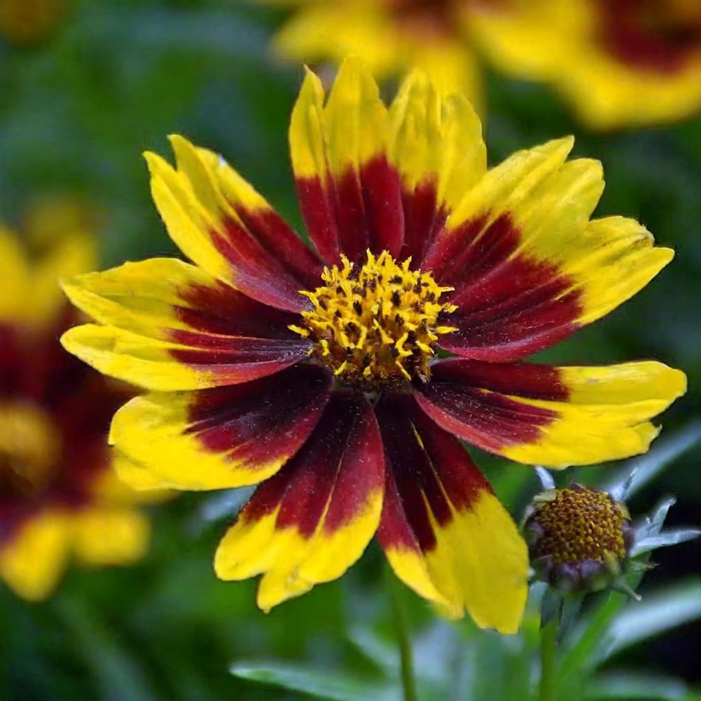 Coreopsis Golden Stardust