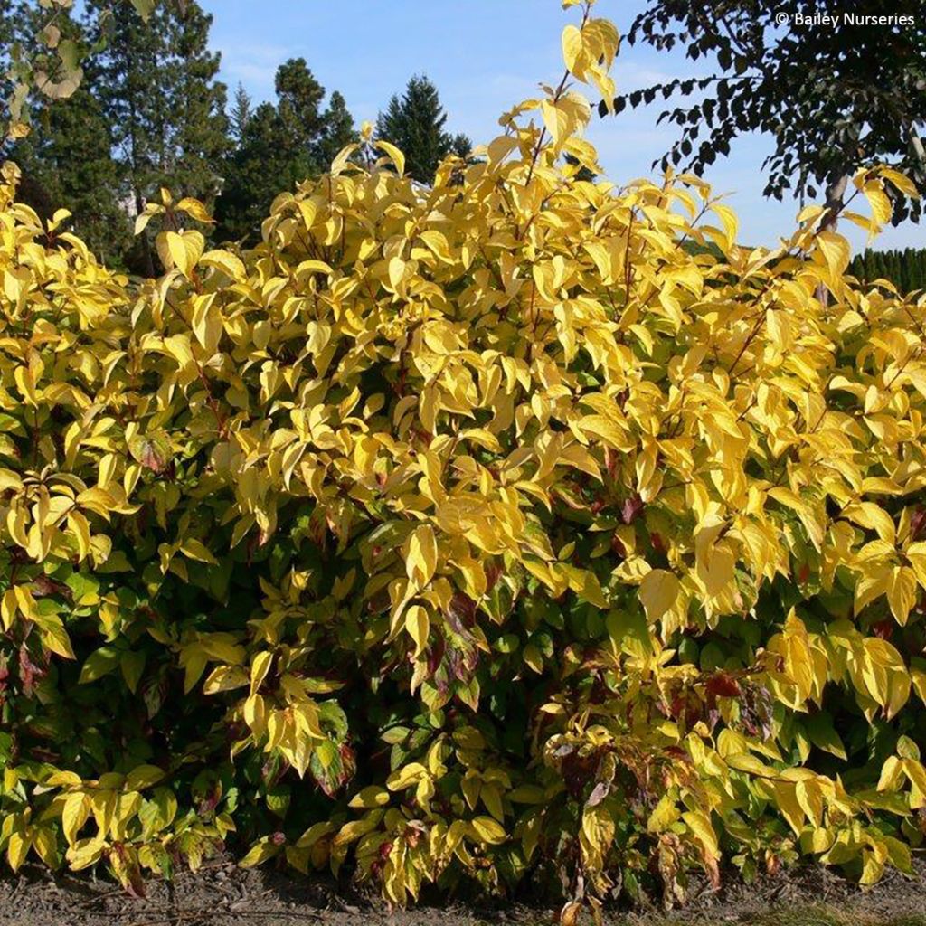 Cornus alba Neon Burst