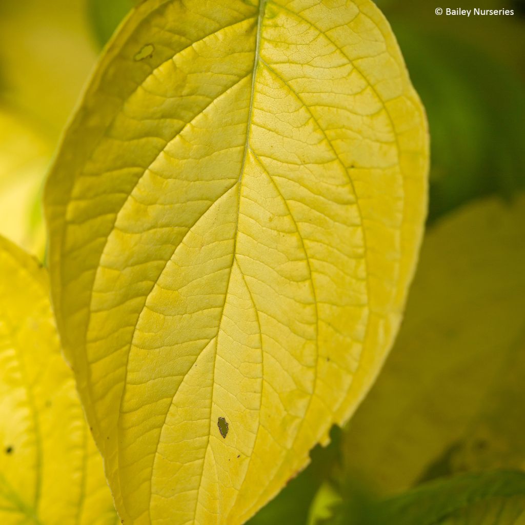 Cornus alba Neon Burst