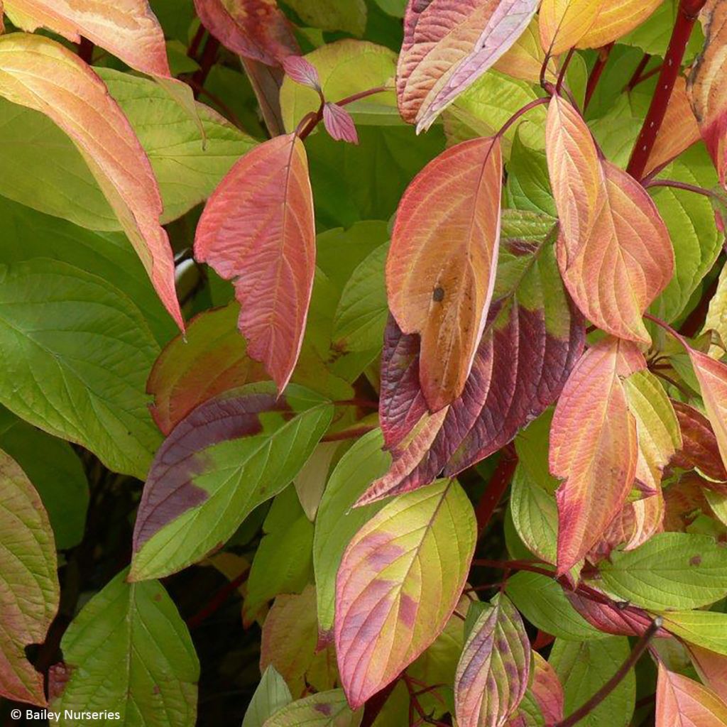 Cornus alba Neon Burst