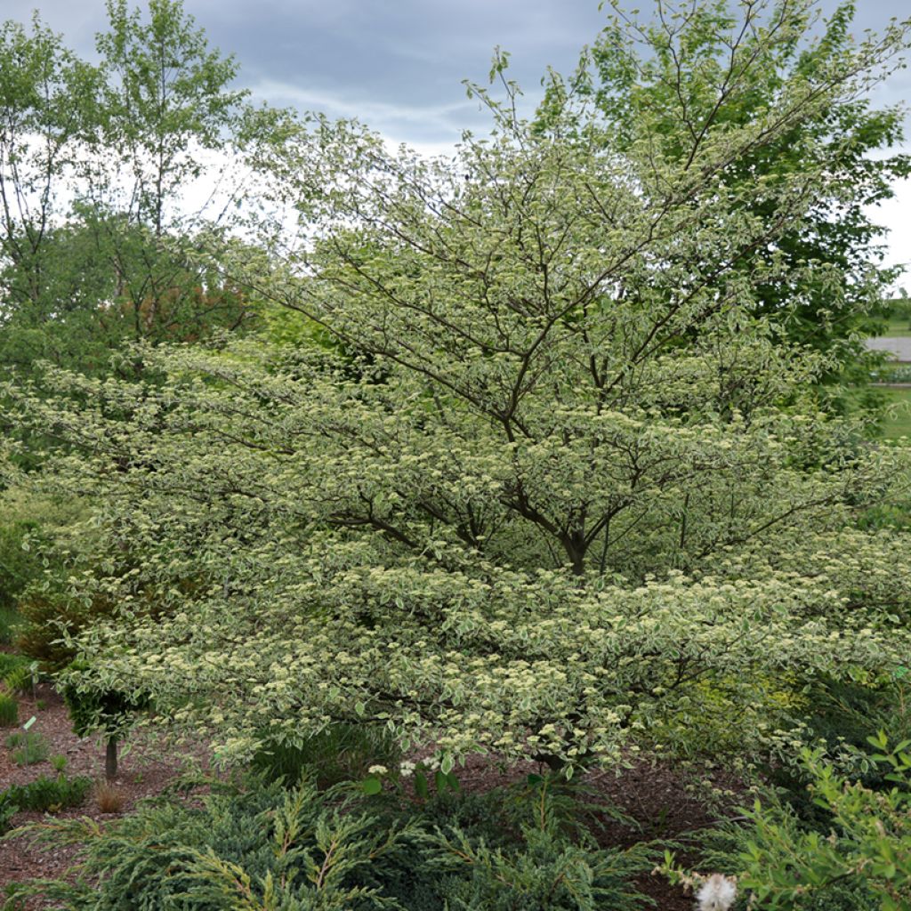 Cornus alternifolia Silver Giant - Pagoda Dogwood