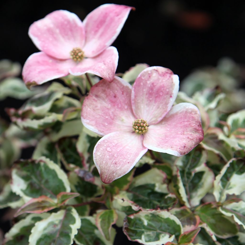 Cornus kousa Akatsuki