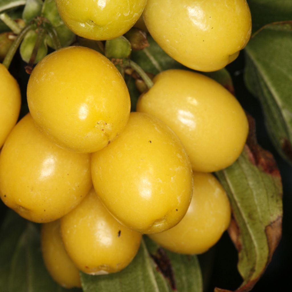 Cornus mas Flava - Cornelian cherry