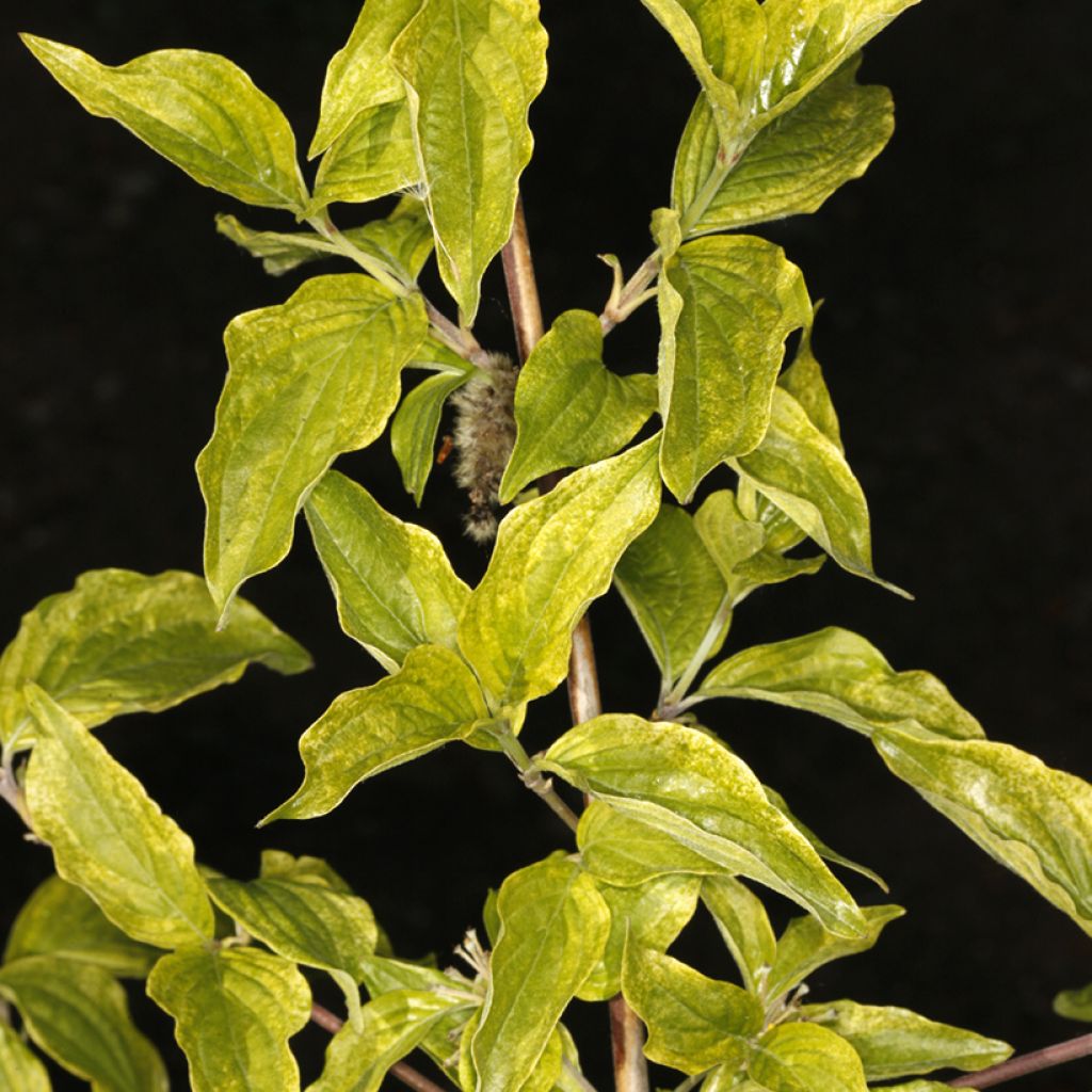 Cornus mas Happy Face - European Cornel