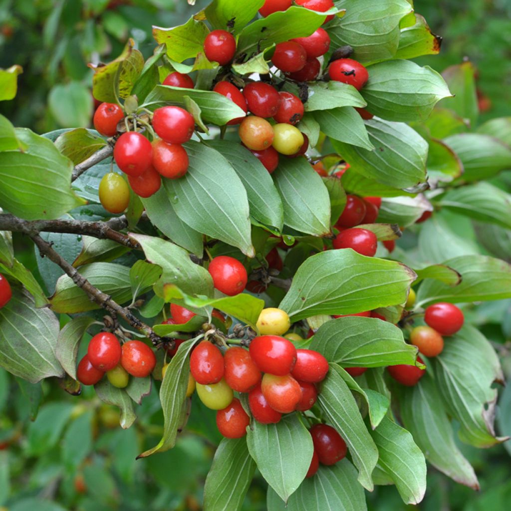 Cornus mas Juliusz - European Cornel