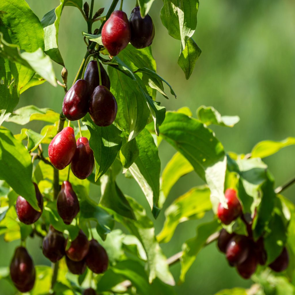 Cornus mas Nikołka - European Cornel