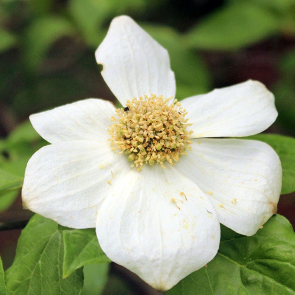 Cornus nuttallii Gold Spot