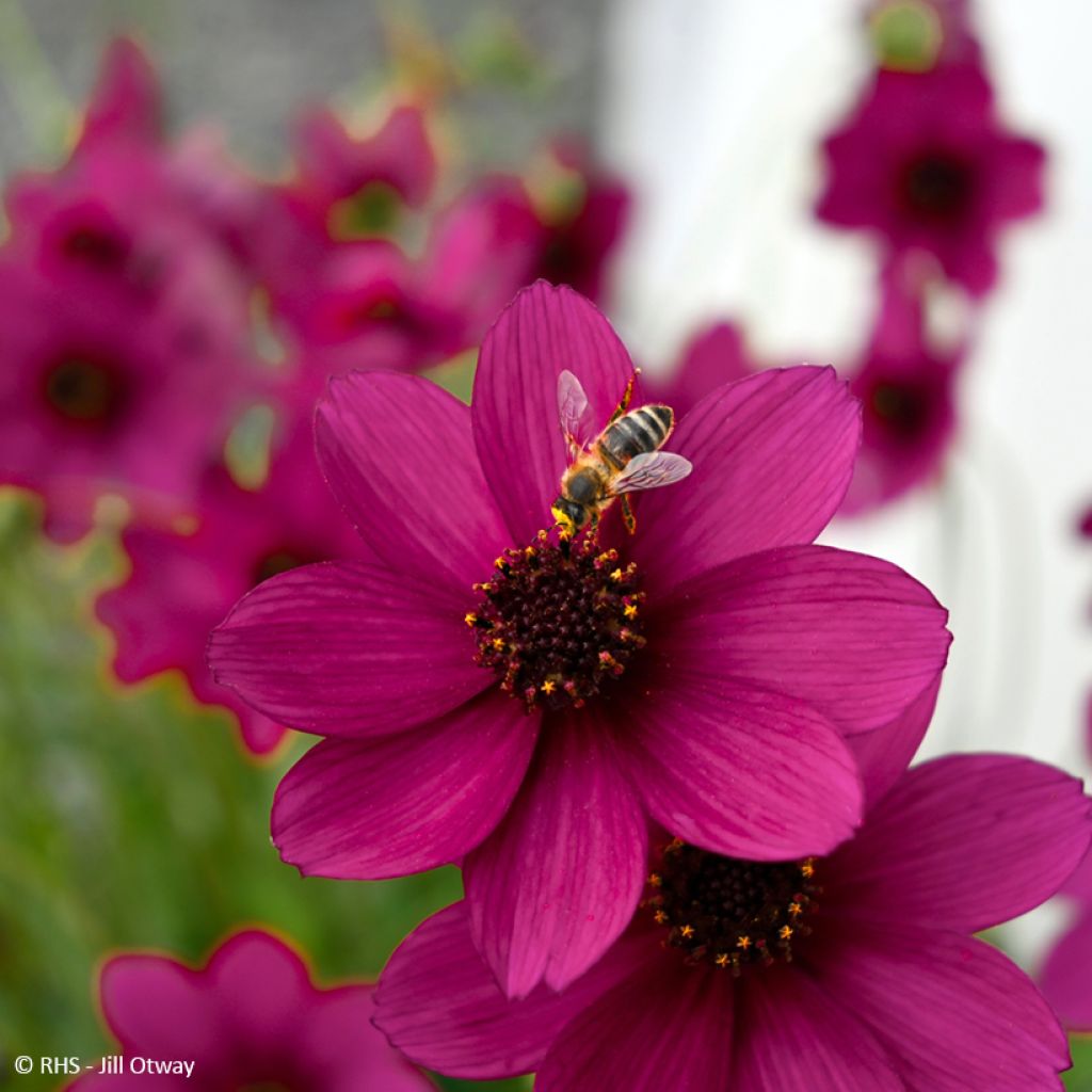 Cosmos atrosanguineus Cherry Chocolate - Chocolate cosmos