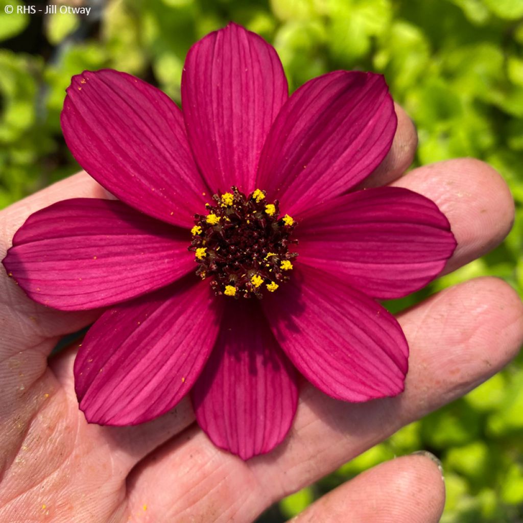 Cosmos atrosanguineus Cherry Chocolate - Chocolate cosmos