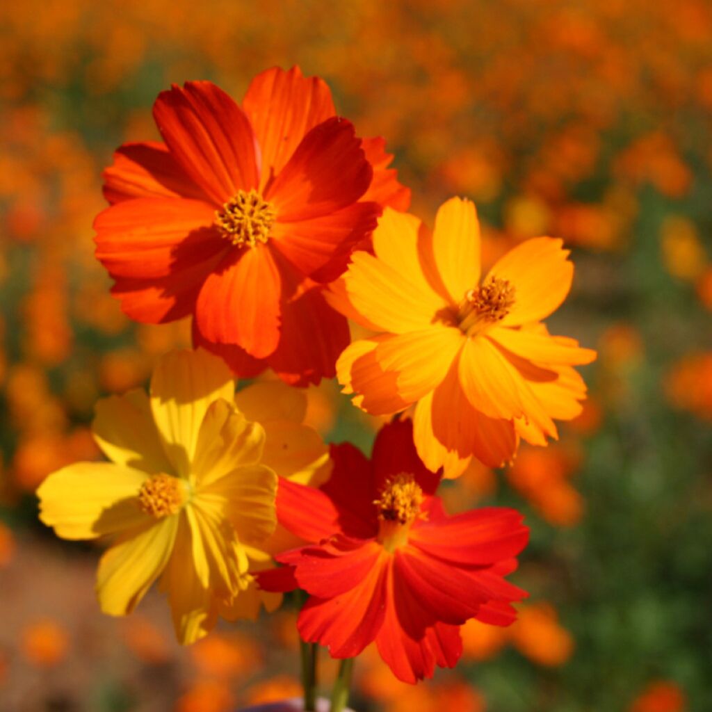 Cosmos sulphureus Bright Lights Mix  - seeds