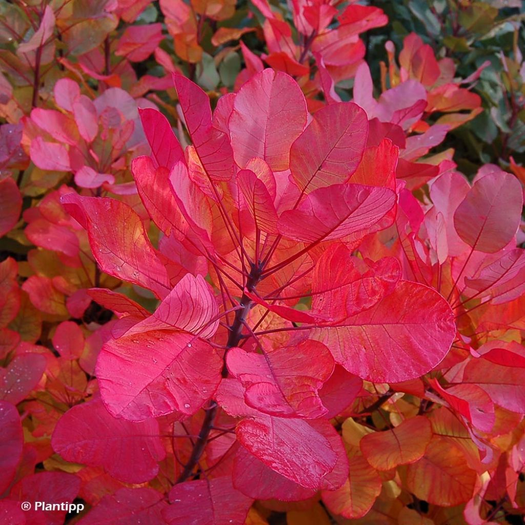 Cotinus coggygria Old Fashioned - Smoke Bush