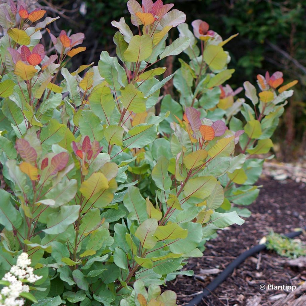 Cotinus coggygria Old Fashioned - Smoke Bush