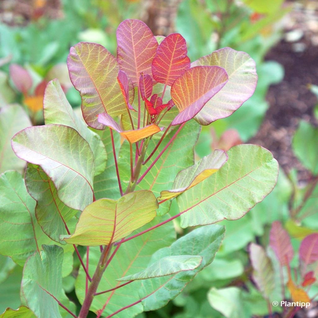 Cotinus coggygria Old Fashioned - Smoke Bush