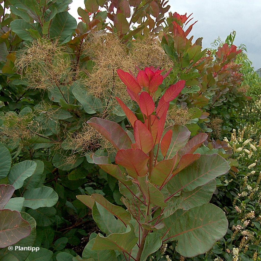 Cotinus coggygria Old Fashioned - Smoke Bush