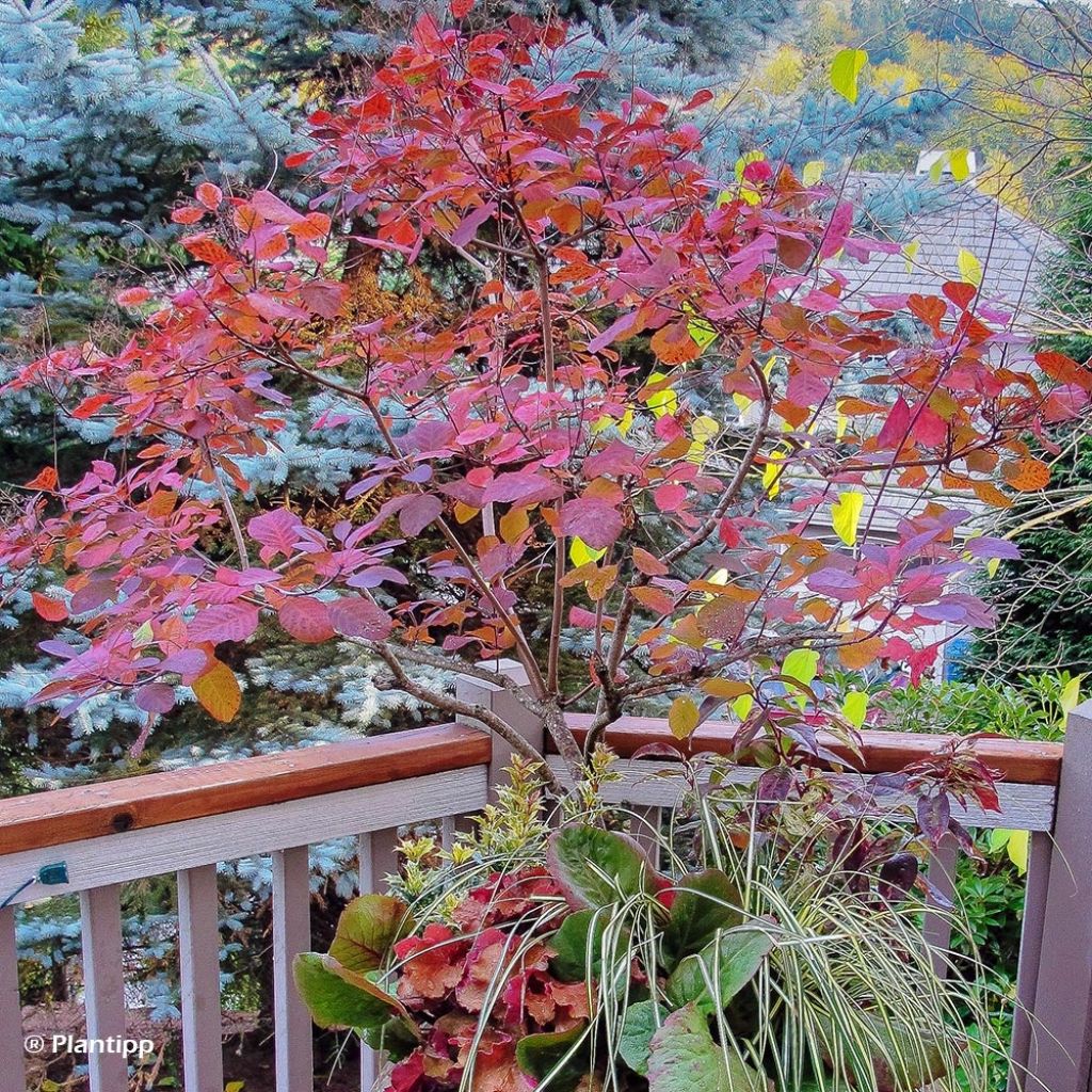 Cotinus coggygria Old Fashioned - Smoke Bush