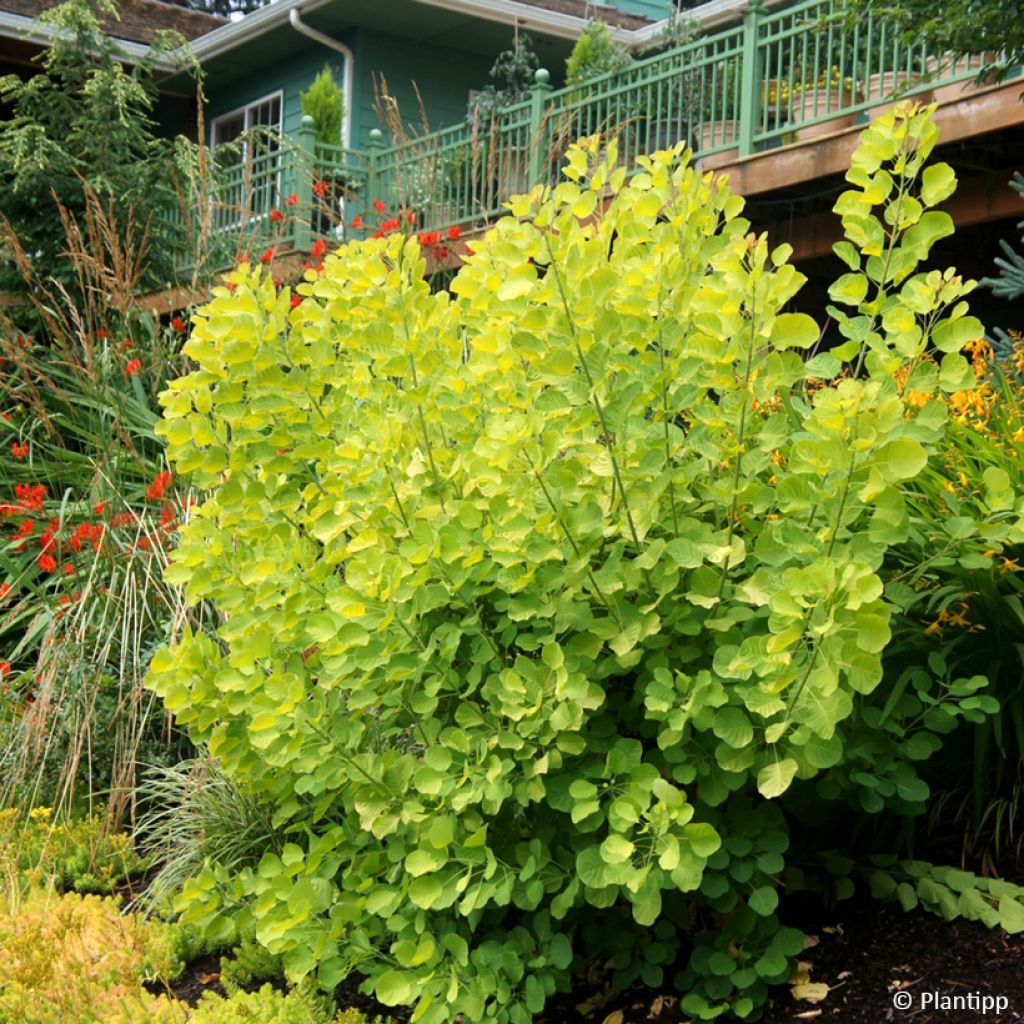 Cotinus coggygria Golden Spirit - Smoke Bush