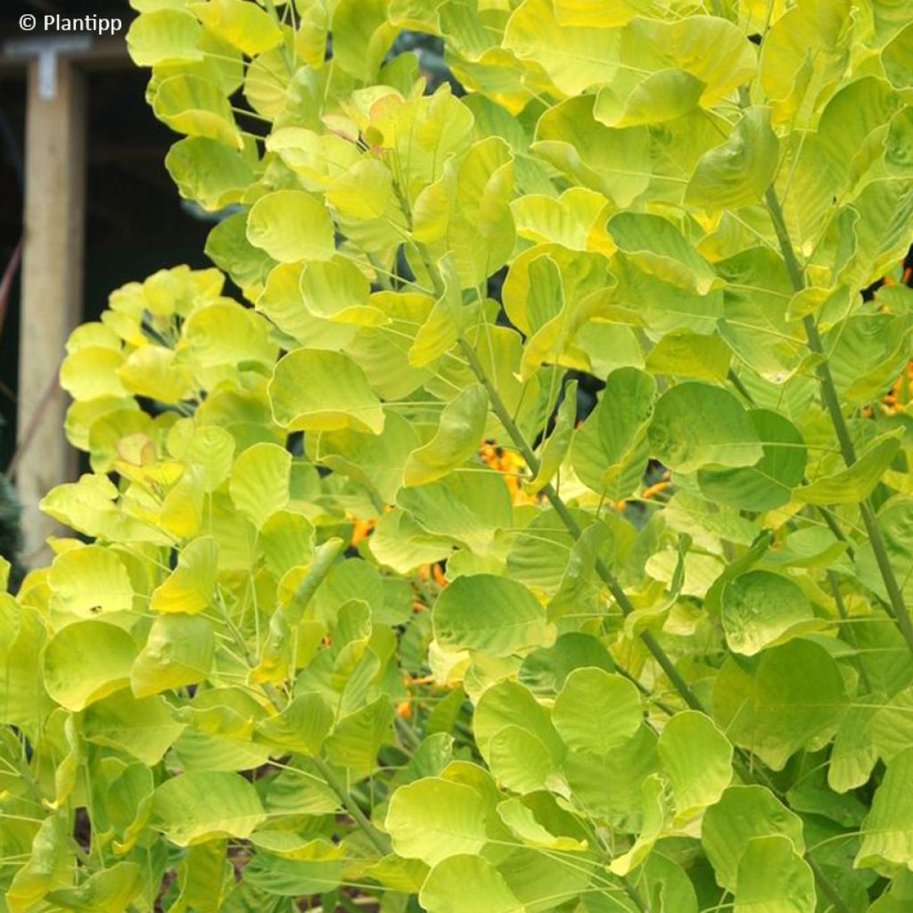 Cotinus coggygria Golden Spirit - Smoke Bush