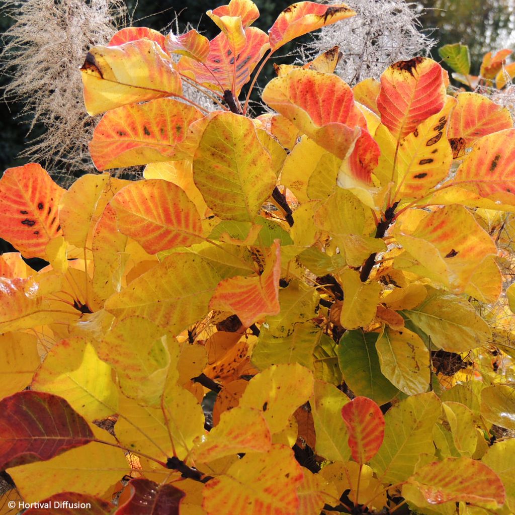 Cotinus coggygria Lemon Lady - Smoke Bush