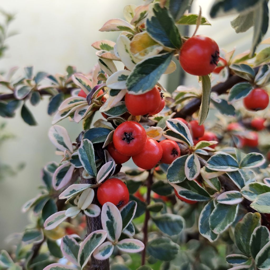 Cotoneaster x suecicus Erlinda - Swedish Cotoneaster