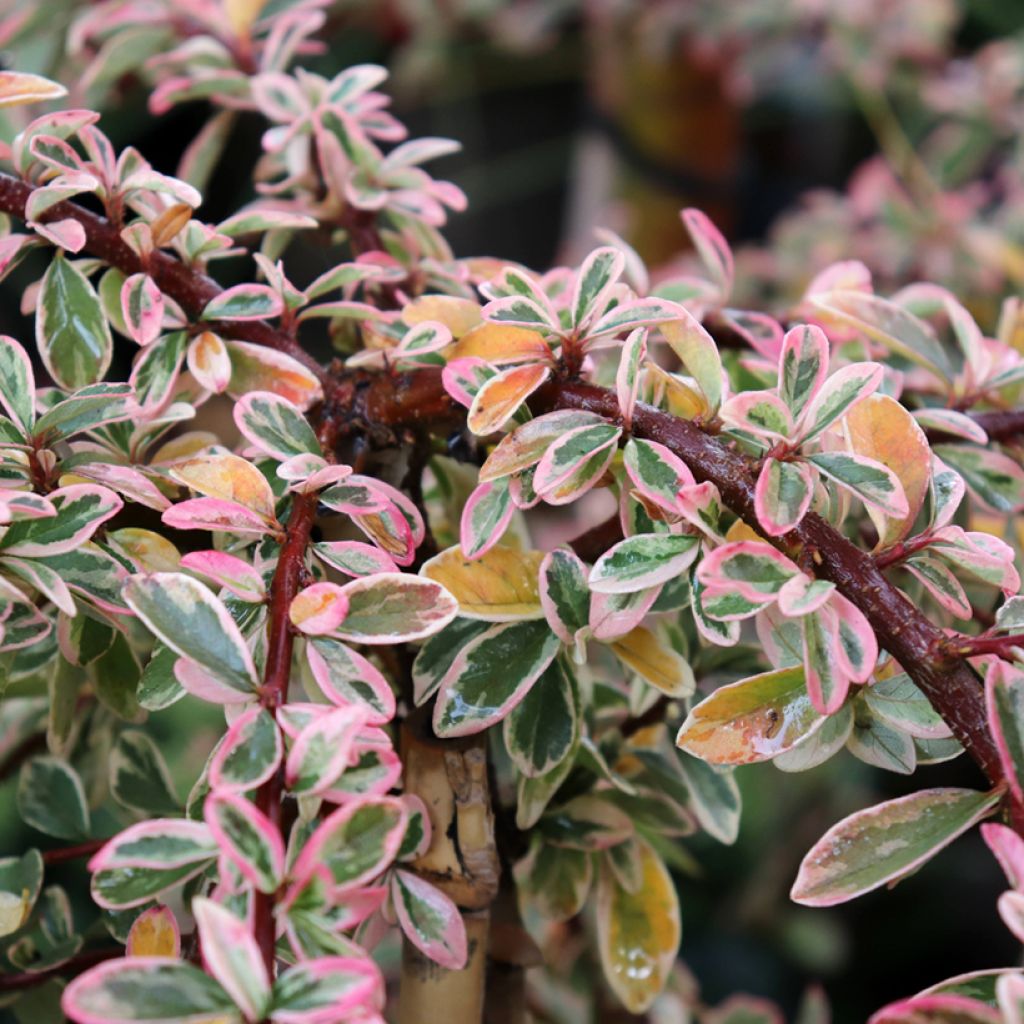 Cotoneaster suecicus Juliette