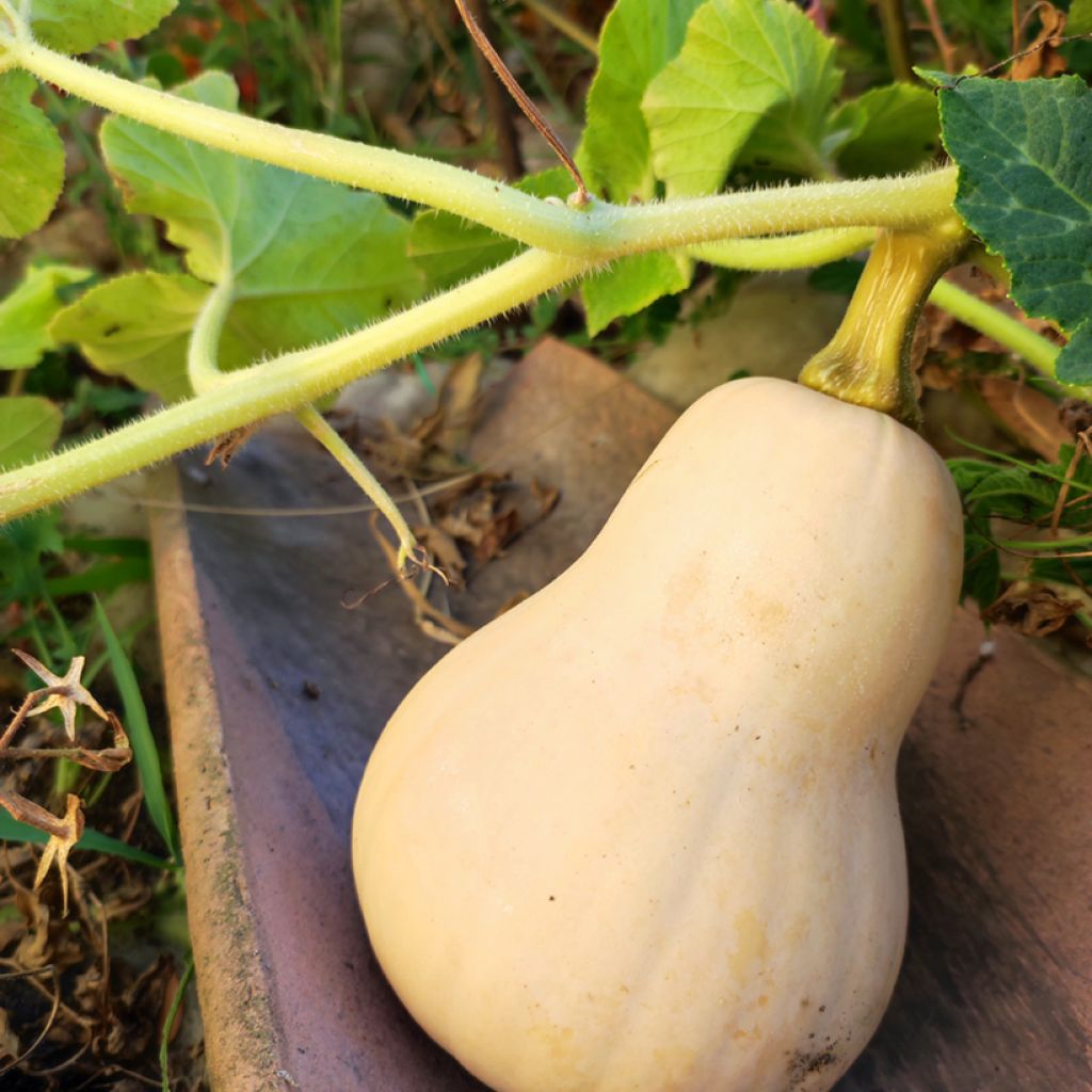 Cucurbita moschata Zenith F1 seeds - Butternut squash