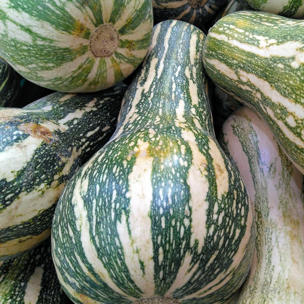 Cushaw Golden Squash - Cucurbita	argyrosperma