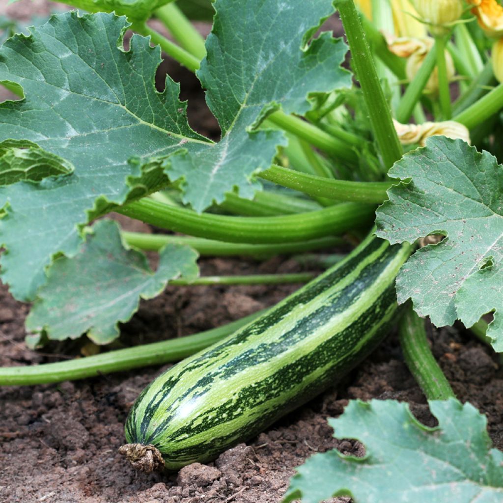 Zucchini Green Bush 4 