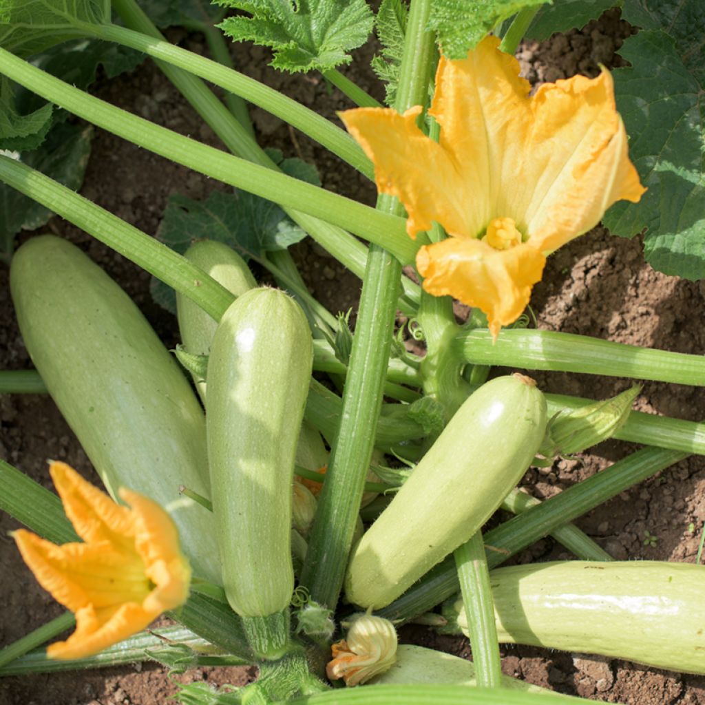 Organic Club Calabash - Ferme de Sainte Marthe seeds