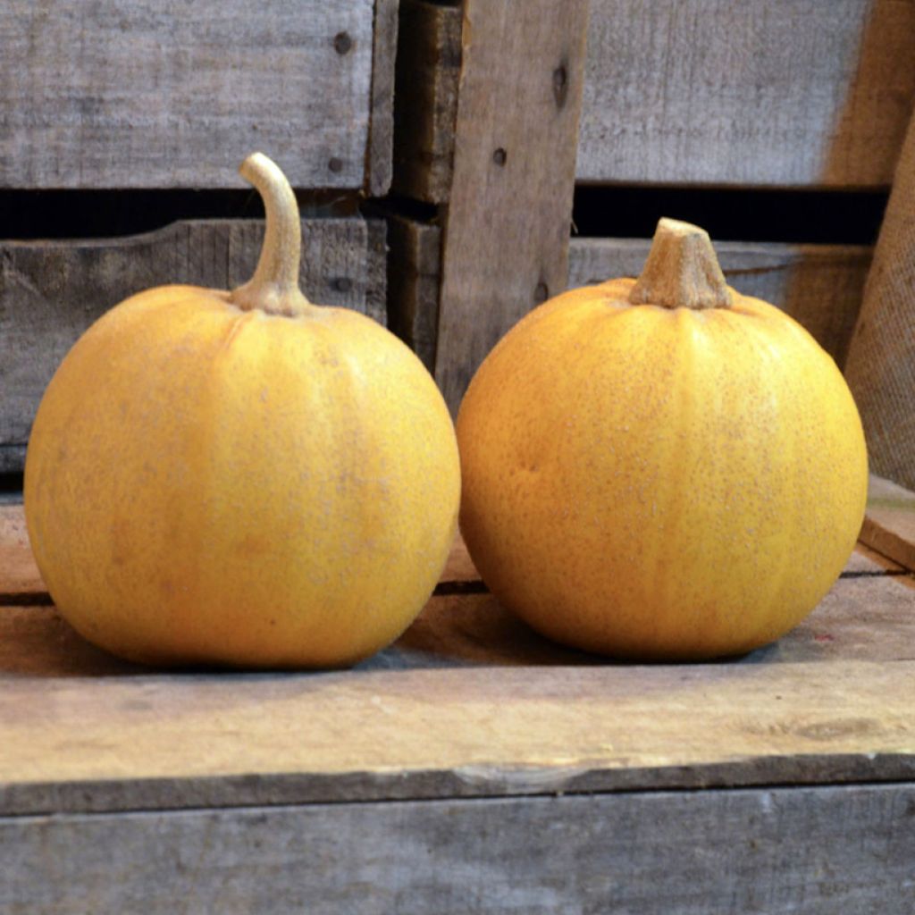 Cucurbita pepo Melonnette Jaspée de Vendée organic seeds - Winter squash