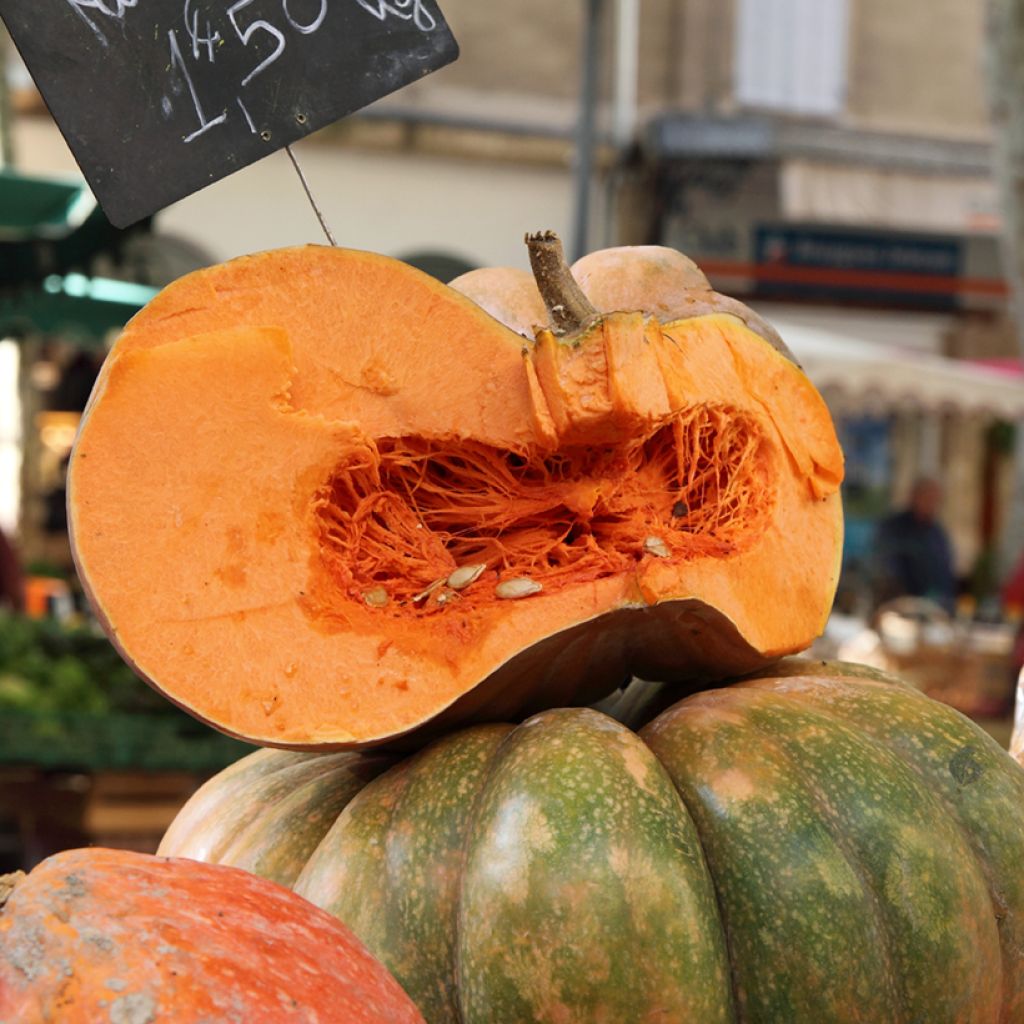 Winter Squash Muscade - Vilmorin Seeds