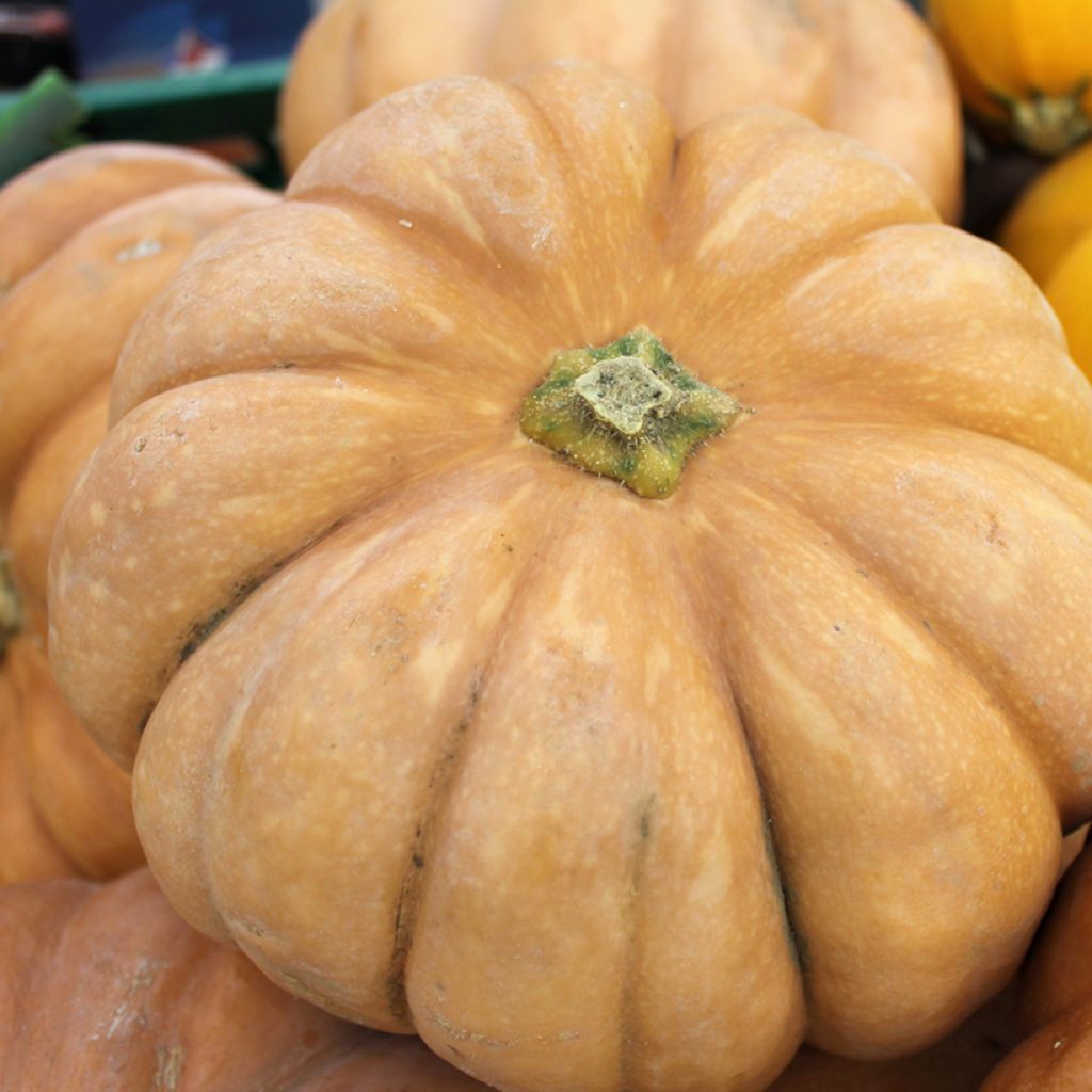 Winter Squash Muscade - Vilmorin Seeds