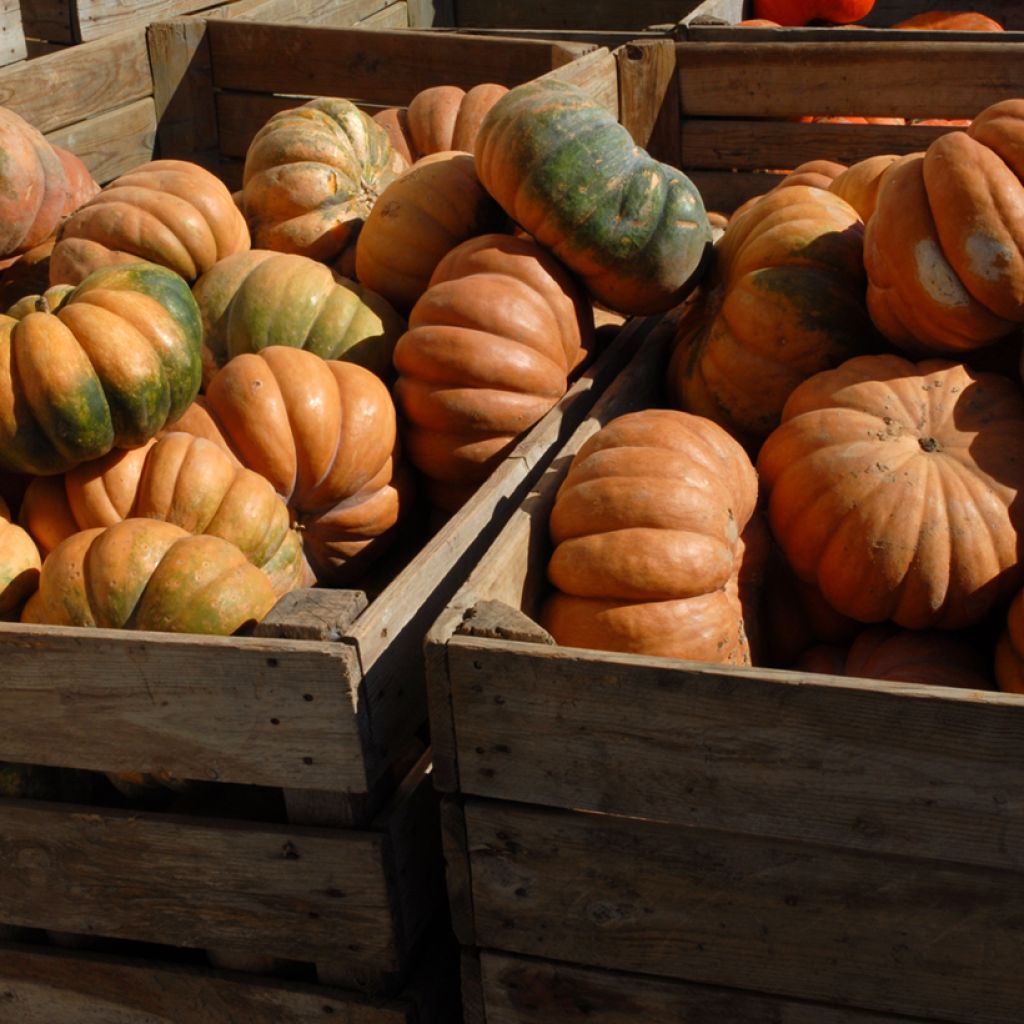 Winter Squash Muscade - Vilmorin Seeds