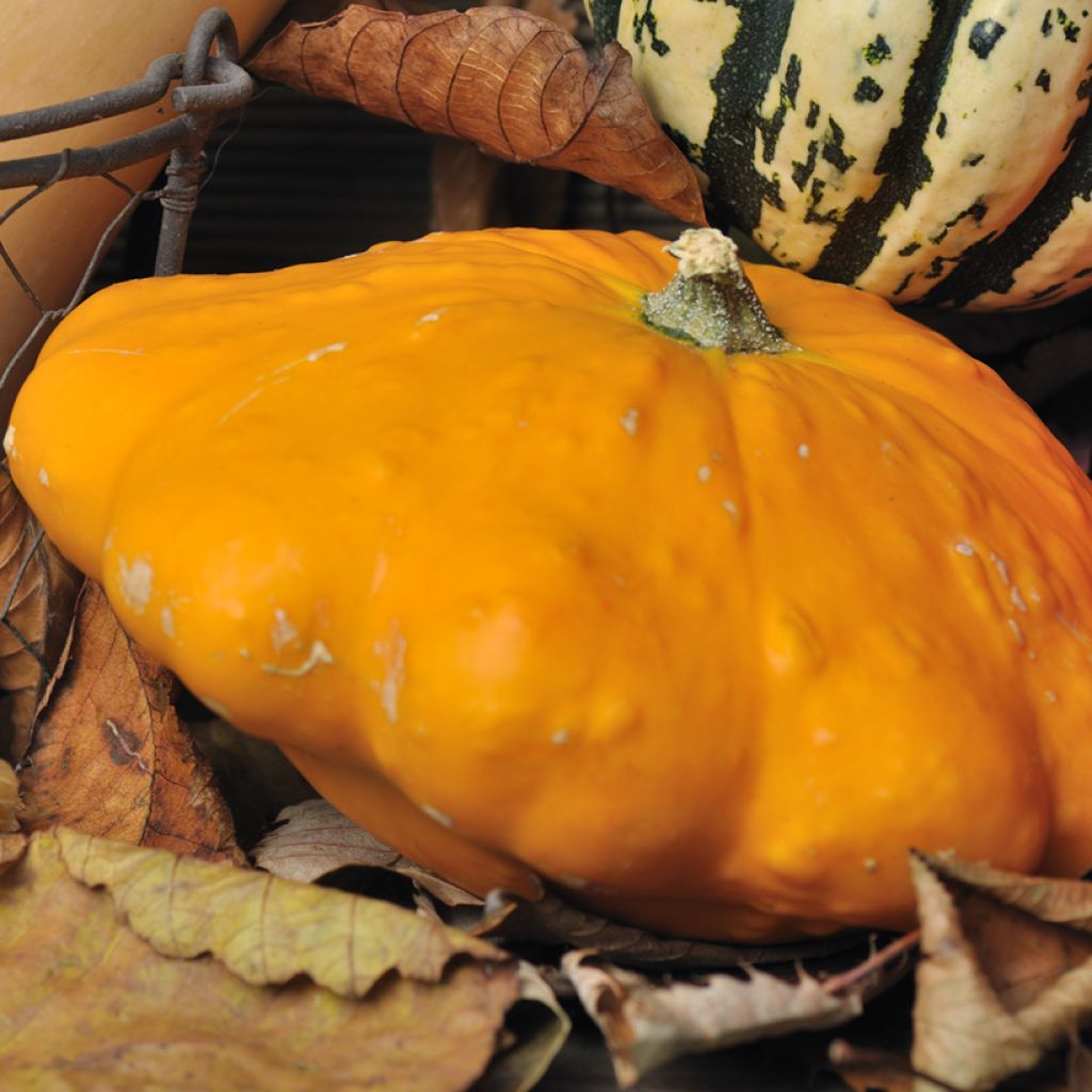 Squash Orange Scallop - Ferme de Sainte Marthe Seeds