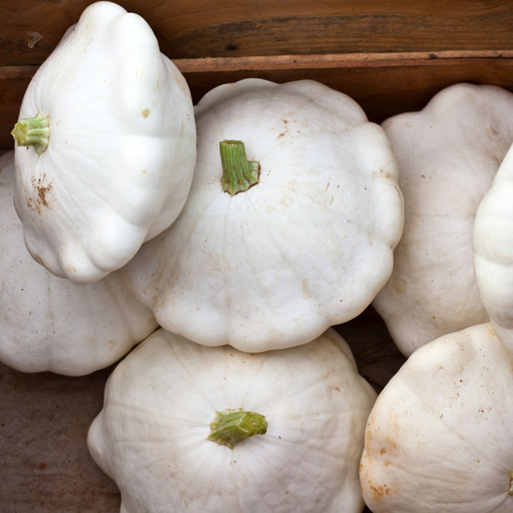 Pattypan Squash Polo F1 - Cucurbita pepo