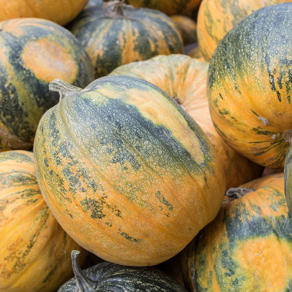 Squash Sucrine du Berry - Cucurbita moschata