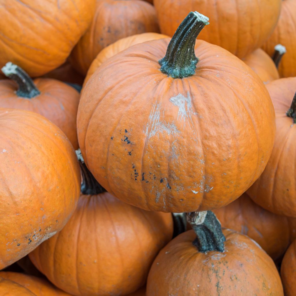 Pumpkin Jack O' Lantern organic seeds - Halloween pumpkin