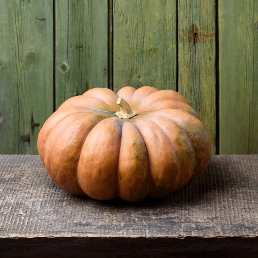 Winter Squash Muscade - Musquée de Provence