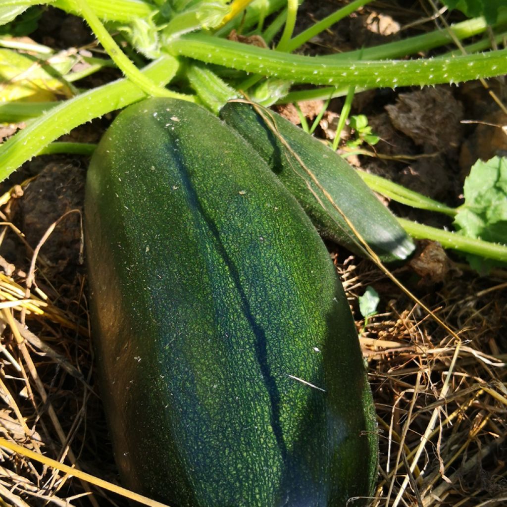 Courgette Cocozelle