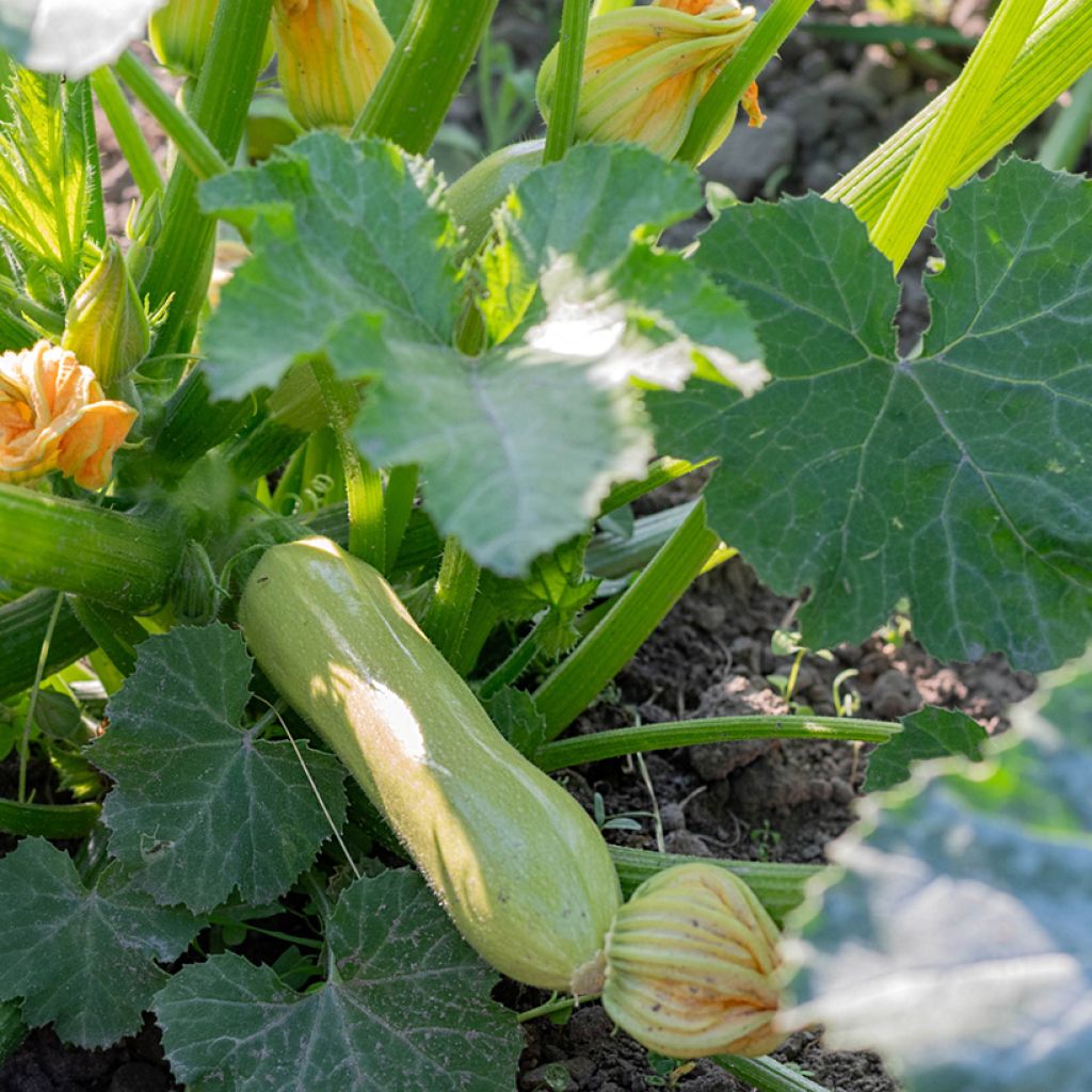 Courgette Adrielle F1 - Vilmorin Seeds